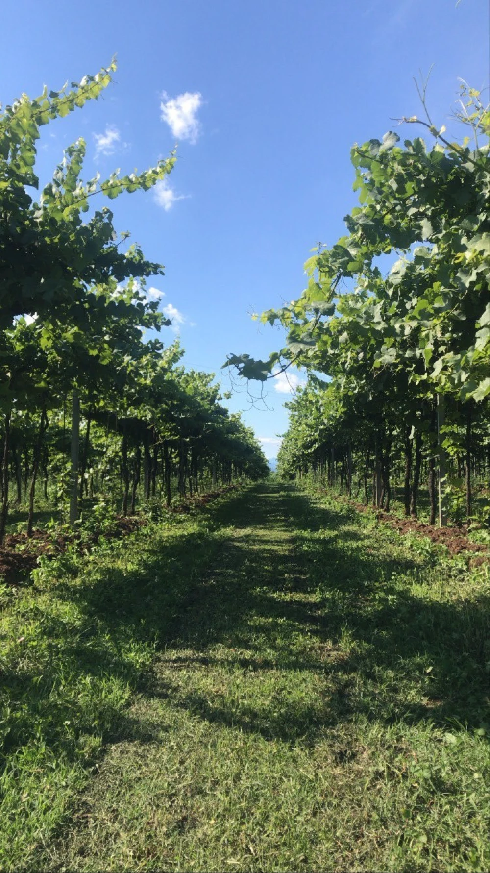 Our vineyards between Sarego and Vicenza