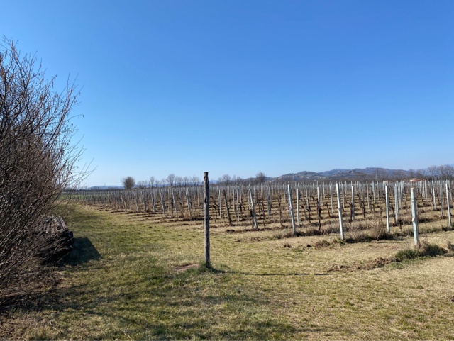 Our vineyards between Sarego and Vicenza